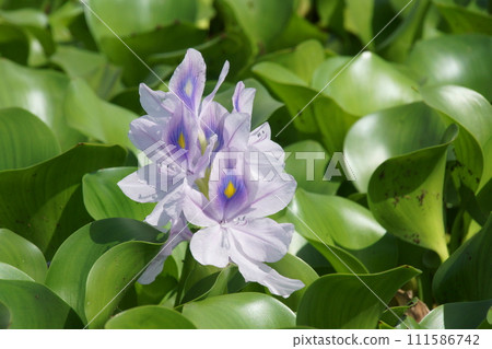 水葫蘆 水葫蘆 111586742