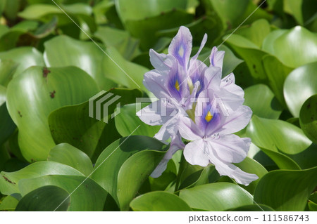 水葫蘆 水葫蘆 111586743