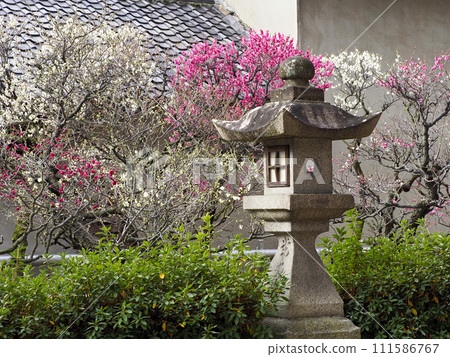 Shrine stone lantern and plum blossoms Shrine stone lantern and plum blossoms 111586767