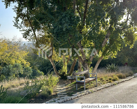 River Bush Willow (lat.- Combretum erythrophyllum) 111586786