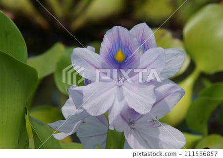 水葫蘆 水葫蘆 111586857