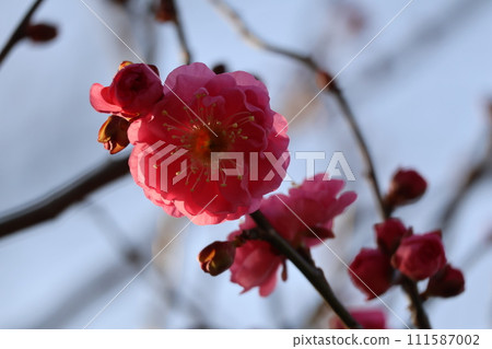 A close-up shot of a branch with red-petaled Yaekanbai flowers. A close-up shot of a branch with red-petaled Yaekanbai flowers. 111587002