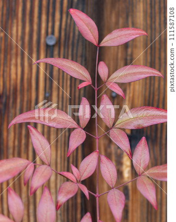 Leaves of southern autumn leaves 111587108