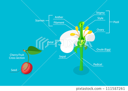 3D Isometric Flat Vector Illustration of Anatomy Of Flower 111587261