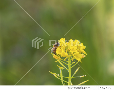 Rape blossoms and bees Rape blossoms and bees 111587329