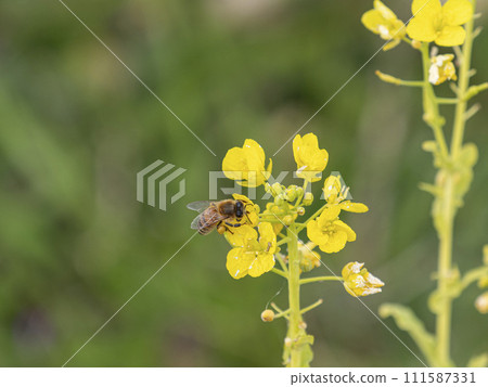 Rape blossoms and bees 111587331