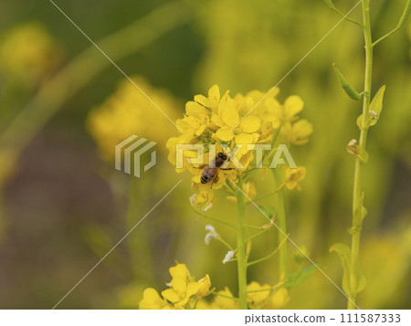 油菜花和蜜蜂 油菜花和蜜蜂 111587333