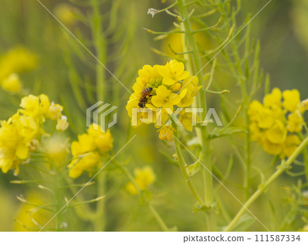 油菜花和蜜蜂 油菜花和蜜蜂 111587334