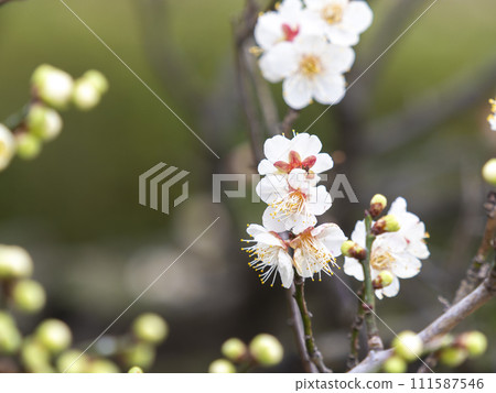 梅園白梅花特寫 梅園白梅花特寫 111587546