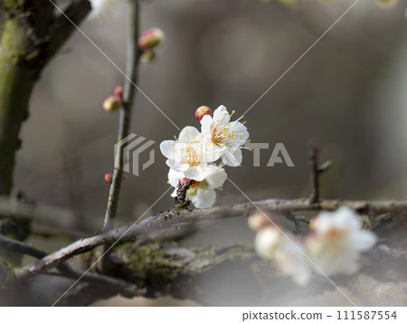 梅園白梅花特寫 111587554