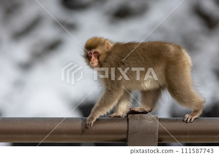 young Japanese macaque young Japanese macaque 111587743