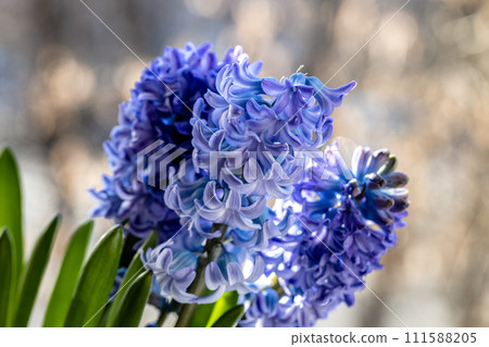 macro close-up of beautiful soft blue hyacinth flower branches, on the windowsill macro close-up of beautiful soft blue hyacinth flower branches, on the windowsill 111588205