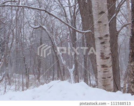冰雪覆蓋的林木 111588513