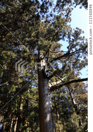 Tamaki Shrine [World Heritage Site “Sacred Sites and Pilgrimage Routes in the Kii Mountains” / Giant Cedar Trees / Totsukawa Village, Nara Prefecture] 111588846