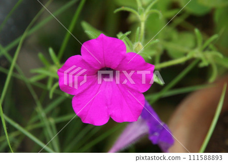 Petunia Petunia 111588893