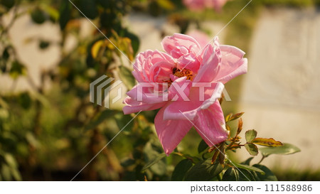 花園裡盛開的粉紅玫瑰 111588986