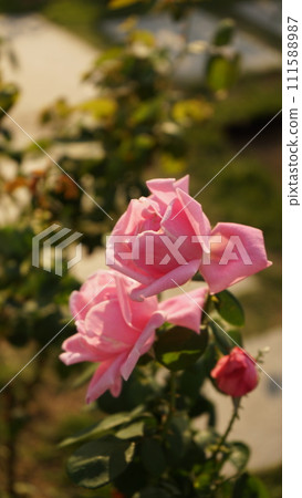 花園裡盛開的粉紅玫瑰 111588987