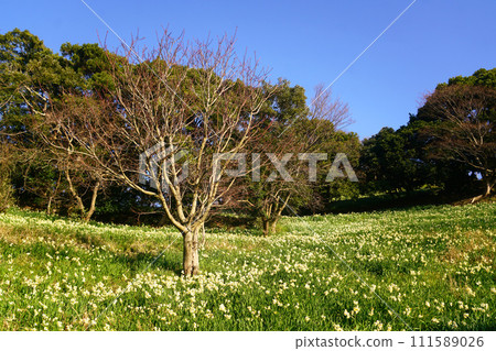 越前海岸、水仙花樂園的越前水仙花 111589026