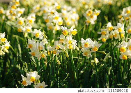Echizen Coast, Echizen Daffodils at Daffodil Land 111589028