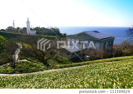 Echizen Coast, Echizen Daffodils at Daffodil Land 111589029