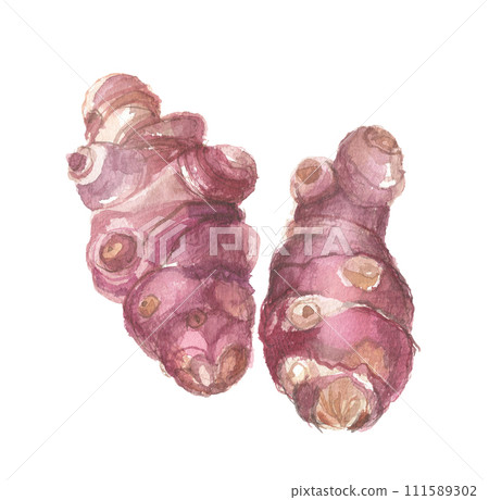 紫色菊芋畫水彩 111589302