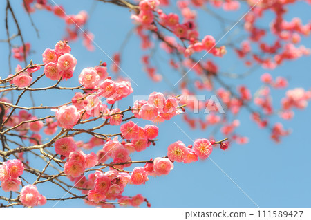 小白 小白 111589427