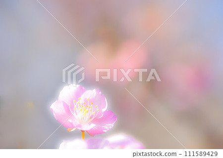 Kobai Kobai 111589429