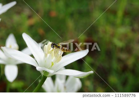 Oamana flowers and bees Oamana flowers and bees 111589776