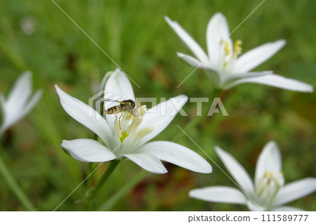 一隻蜜蜂棲息在奧馬納的花上 111589777