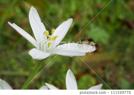 一隻蜜蜂棲息在開花植物的花瓣上 111589778