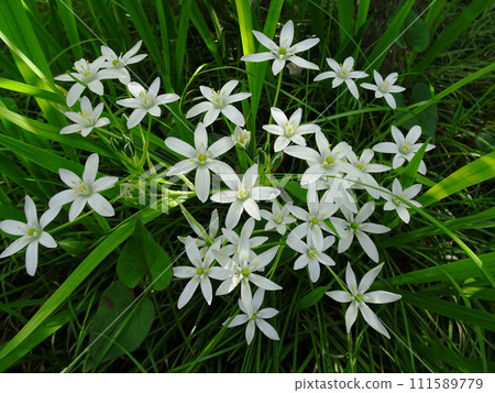 從正上方看到的 Oamana 花序和葉子 從正上方看到的 Oamana 花序和葉子 111589779