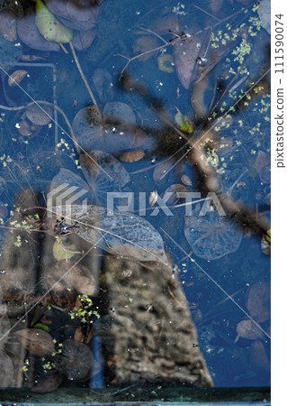 This is an image photo centered on nature, in the city of Tokyo. 111590074