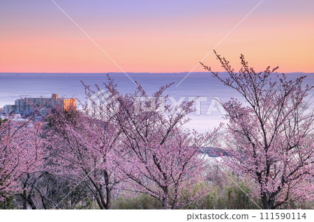 Shimotaga, Atami City, Shizuoka Prefecture: Atami cherry blossoms on the famous cherry blossom trail (Four Seasons Path) and sunrise over Sagami Bay 111590114