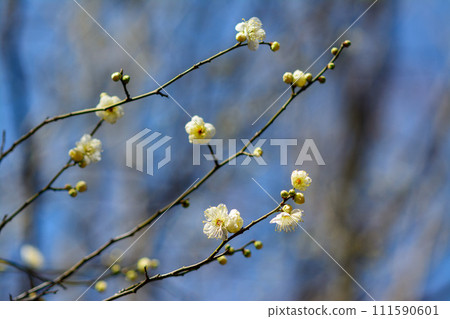 芹谷公園的白梅花 芹谷公園的白梅花 111590601