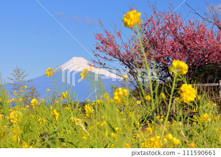 靜岡縣伊豆市小下田:戀人岬斯特拉之家前的土肥櫻花和油菜花田,以及駿河灣上白雪皚皚的富士山 靜岡縣伊豆市小下田:戀人岬斯特拉之家前的土肥櫻花和油菜花田,以及駿河灣上白雪皚皚的富士山 111590661