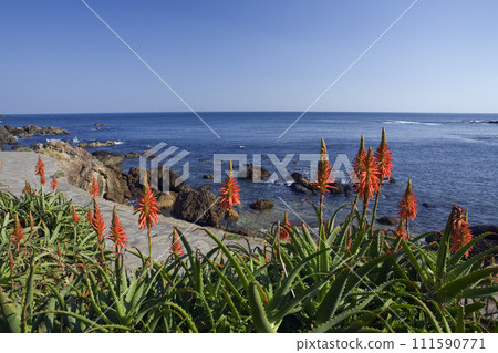Aloe flower Aloe no Sato Aloe flower Aloe no Sato 111590771