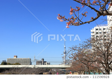 從舊中川城市景觀看到的晴空塔春天河津櫻花 111590928