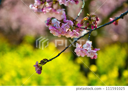 神奈川縣西平畑公園河津櫻花、油菜花盛開 神奈川縣西平畑公園河津櫻花、油菜花盛開 111591025
