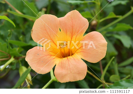 Nausuz Kazura 111591117