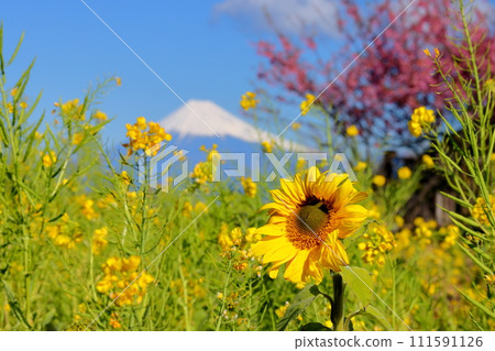Oshimoda, Izu City, Shizuoka Prefecture, Toi cherry blossoms, sunflower and rape blossom fields in front of Lover Misaki Stella House, snow-capped Mt. Fuji across Suruga Bay Oshimoda, Izu City, Shizuoka Prefecture, Toi cherry blossoms, sunflower and rape blossom fields in front of Lover Misaki Stella House, snow-capped Mt. Fuji across Suruga Bay 111591126