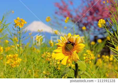 靜岡縣伊豆市大下田，情人美咲斯特拉屋前的土肥櫻花、向日葵、油菜花田，駿河灣對面的雪山富士 111591128