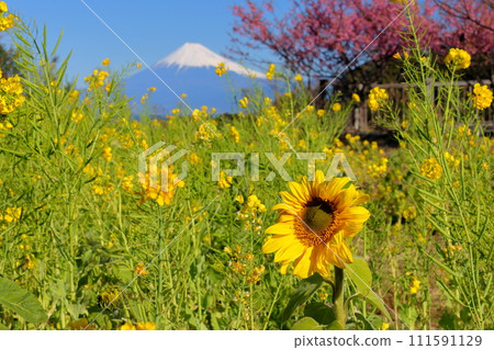 靜岡縣伊豆市大下田，情人美咲斯特拉屋前的土肥櫻花、向日葵、油菜花田，駿河灣對面的雪山富士 111591129
