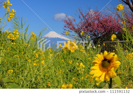 靜岡縣伊豆市大下田，情人美咲斯特拉屋前的土肥櫻花、向日葵、油菜花田，駿河灣對面的雪山富士 111591132