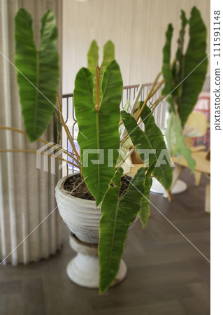Retro romantic cafe and restaurant decoration Retro romantic cafe and restaurant decoration 111591148