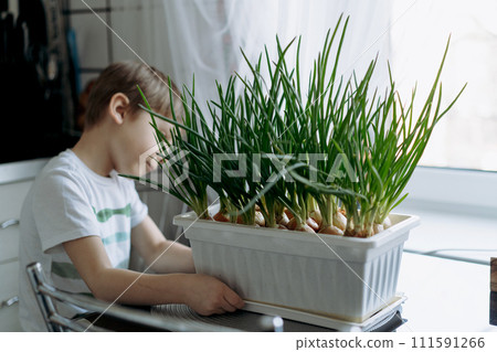 little boy care of planted fresh onion. 111591266
