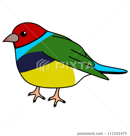 受歡迎又可愛的胡錦雀 受歡迎又可愛的胡錦雀 111591475