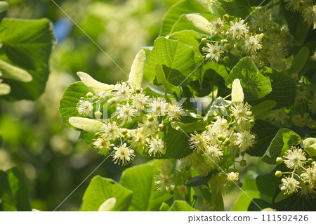 Linden tree branch adorned with small yellow flowers Linden tree branch adorned with small yellow flowers 111592426