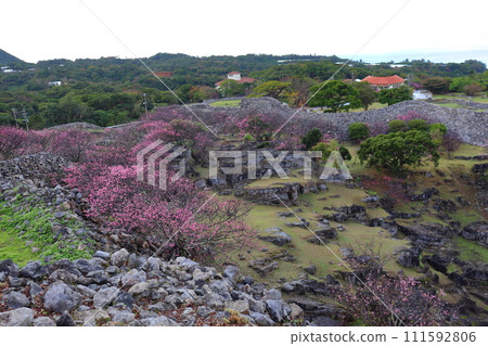今歸仁城遺址的甘日櫻與外城牆 今歸仁城遺址的甘日櫻與外城牆 111592806
