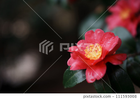 photo of red sasanqua flower photo of red sasanqua flower 111593008