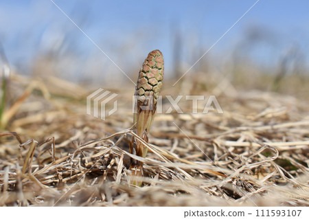 春天Tsukushi 111593107